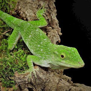 Giant Neotropical Green Anole (Anolis biporcatus) LARGE