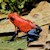 Dart Frog - Strawberry (Oophaga pumilio) SWATCH