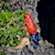 Dart Frog - Strawberry (Oophaga pumilio) SWATCH