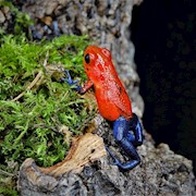 Strawberry Dart Frog (Oophaga pumilio) THUMBNAIL