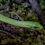 Snake - Rough Green (SubAdult) (Opheodrys aestivus) SWATCH