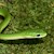 Snake - Rough Green (SubAdult) (Opheodrys aestivus) SWATCH