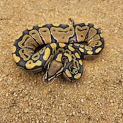 Orange Ghost Ball Python (Juvenile) (Python regius) THUMBNAIL