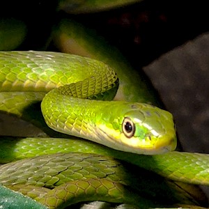 Snake - Rough Green (SubAdult) (Opheodrys aestivus) LARGE