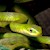 Snake - Rough Green (SubAdult) (Opheodrys aestivus) SWATCH