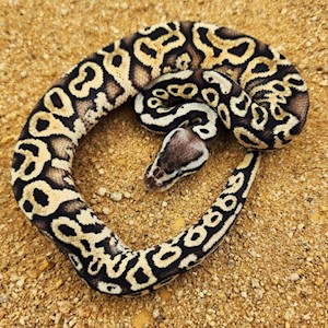 Juvenile Pastel Red Axanthic Ball Python  LARGE