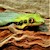 Neon Day Gecko (Phelsuma klemmeri) SWATCH