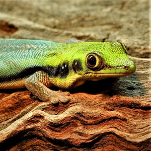 Neon Day Gecko (Female) (Phelsuma klemmeri) LARGE