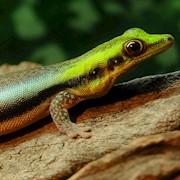 Neon Day Gecko (Phelsuma klemmeri) THUMBNAIL