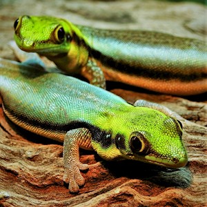 Neon Day Geckos for Sale | ReptileOrders | Ontario, Canada