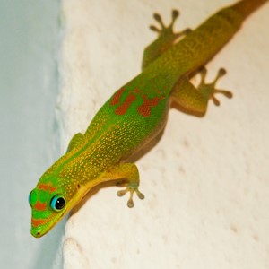 Gold Dust Day Gecko (Phelsuma laticauda) LARGE