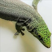 Gecko - Day/Standing (Female 0.1) (Phelsuma standingi) THUMBNAIL