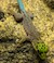 Gecko - Day/Standing (Male 1.0) (Phelsuma standingi) SWATCH