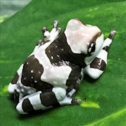 Tree Frog - Amazon Milky (Juvenile - Captive Bred) (Trachycephalus resinifictrix) THUMBNAIL