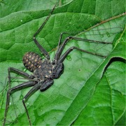 Mexican Tailless Whip Scorpion (Phrynus mexicanus) THUMBNAIL