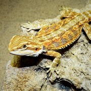 Bearded Dragon - High Colour (Juvenile) (Pogona vitticeps) THUMBNAIL