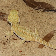 Bearded Dragon - High Colour Hypo (Juvenile) (Pogona vitticeps) THUMBNAIL