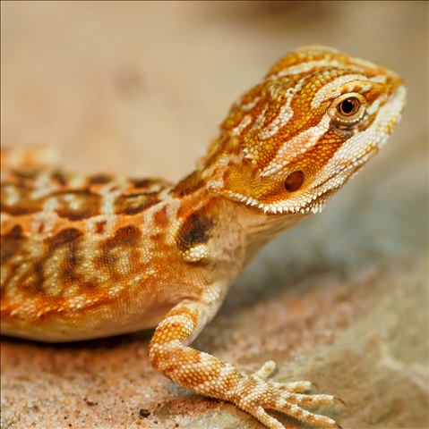 Bearded Dragon - High Colour Leatherback (Juvenile) (Pogona vitticeps) SWATCH