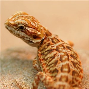 Bearded Dragon - High Colour Leatherback (Juvenile) (Pogona vitticeps) LARGE