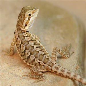 Bearded Dragon - Leatherback (Juvenile) (Pogona vitticeps) LARGE