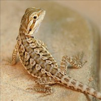 Bearded Dragon - Leatherback (Juvenile) (Pogona vitticeps) MAIN