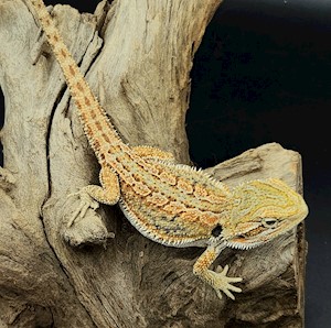 Bearded Dragon - High Colour Hypo Dunner (Juvenile) (Pogona vitticeps) LARGE