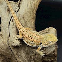 Bearded Dragon - High Colour Hypo Dunner (Juvenile) (Pogona vitticeps) MAIN