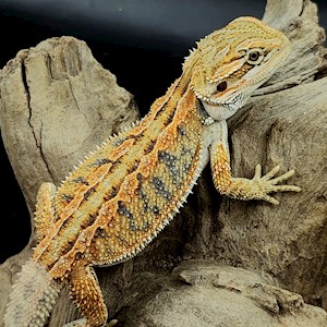 Bearded Dragon - High Colour Hypo (Juvenile) (Pogona vitticeps) LARGE