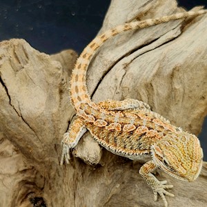 Bearded Dragon - High Colour (Juvenile) (Pogona vitticeps) LARGE