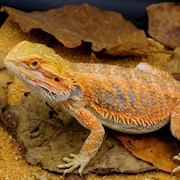 Bearded Dragon - High Colour Hypo (Subadult) (Pogona vitticeps) THUMBNAIL