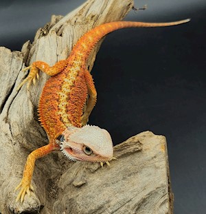 Bearded Dragon - Select Ultra High Colour (Juvenile) (Pogona vitticeps) LARGE