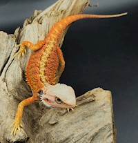 Bearded Dragon - Select Ultra High Colour (Juvenile) (Pogona vitticeps) MAIN