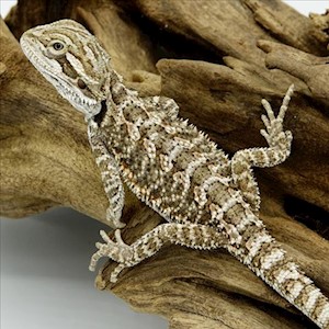 Bearded Dragon - Normal (Juvenile) (Pogona vitticeps) LARGE