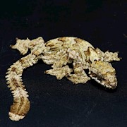 Flying Gecko (Ptychozoon kuhlii) THUMBNAIL