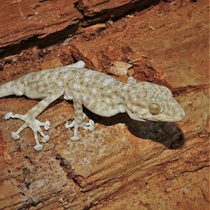 Gecko - Fan Footed (Ptyodactylus hasselquisti) LARGE