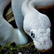 Blue-Eyed Leucistic Ball Python (Juvenile) (Python regius) THUMBNAIL