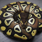 Ball Python - Mojave (Juvenile-Unsexed 0.0.1) (Python regius) THUMBNAIL