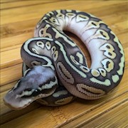 Pastel Butter Ball Python (Juvenile) (Python regius) THUMBNAIL