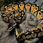 Pastel Orange Ghost Ball Python (Juvenile) (Python regius) THUMBNAIL