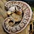 Pastel Red Axanthic Ball Python  SWATCH