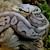 Pastel Red Axanthic Ball Python  SWATCH