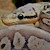 Pastel Red Axanthic Ball Python SWATCH