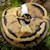 Low White Piebald Ball Python (Juvenile) (Python regius) SWATCH