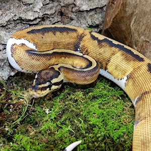 Low White Piebald Ball Python (Juvenile) (Python regius) LARGE