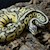 SubAdult Super Pastel Ball Python SWATCH