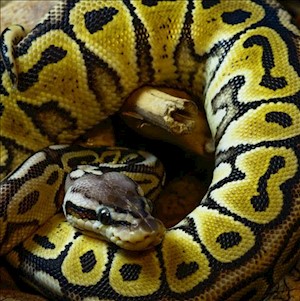 Pastel Het+ Red Axanthic Ball Python (Juvenile) (Python regius) LARGE