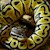 Pastel Het+ Red Axanthic Ball Python (Juvenile) (Python regius) SWATCH