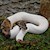 High White Piebald Ball Python SWATCH