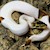 High White Piebald Ball Python SWATCH