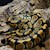 SubAdult Normal Ball Python SWATCH